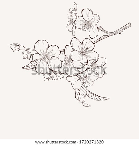 Apple Blossom Clipart At Getdrawings Free Download