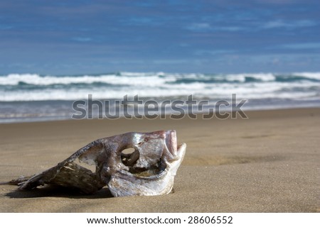 Fish skeleton on the beach