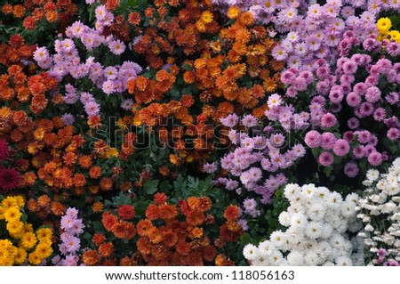 This is the background of chrysanthemum or golden-daisy flowers. These flowers are characteristic for autumn.