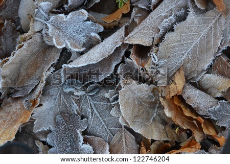 This is a frozen leaves background. Thick crystals of hoar frost are seen on the leaves.