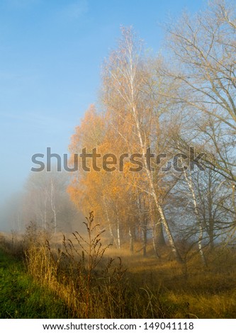 Sun-drenched meadow and misty gold trees - it is majestic autumn morning.
