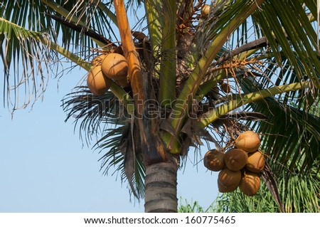 This is a close up of king coconuts cluster in the palm against the blue sky background. King coconut is a type of coconut fruit cultivated in Sri Lanka where it is known as Thambili.