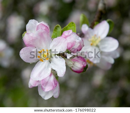 This is a close-up of blooming apple tree. Flowers are in the focus, background is blur.