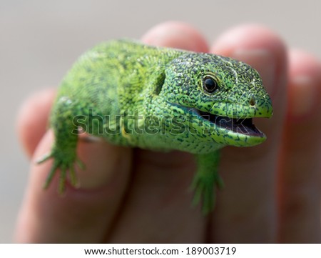 This is a close-up of European Green Lizard (Lacerta viridis). Somebody keeps green lizard in the hand.