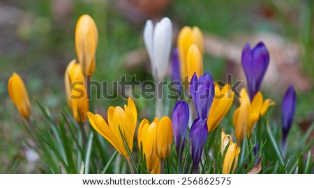 Yellow and violet crocuses are characteristic for spring.