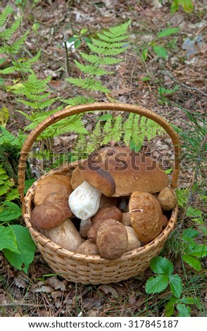 Porcini mushrooms harvest in basket against natural forest background.