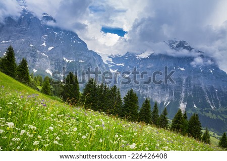 Green Meadow in Swiss alp, Switzerland Interlaken - Lauterbrunnen