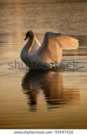 Swan flapping wings in the early morning sun