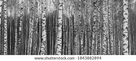 Similar – Image, Stock Photo birch woods