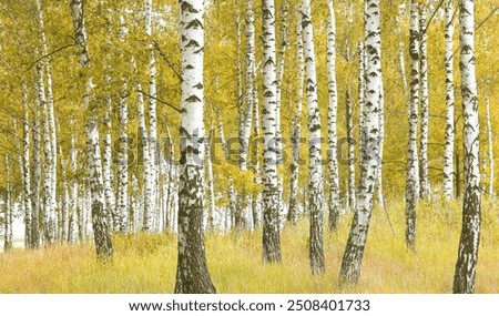 Similar – Image, Stock Photo grove Environment Nature