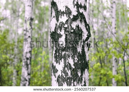 Similar – Image, Stock Photo Group of birch trees with classic structure and colouring of the bark