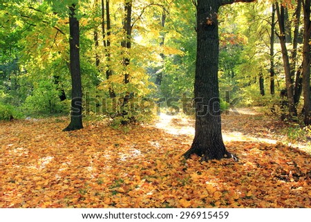 Beautiful autumn forest. Fall scene. Beautiful Autumnal park. Greenwood. Beauty nature scene.