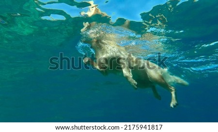 Similar – Image, Stock Photo underwater view of dog in the pool, fun and lifestyle at summer