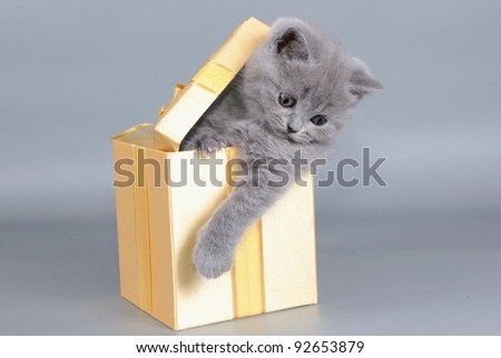 British  cat, kitten blue  in gift box