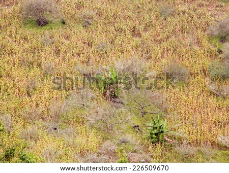 Corn plantation with dry corn plants and banana trees