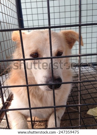 Dog in cage feeling sad