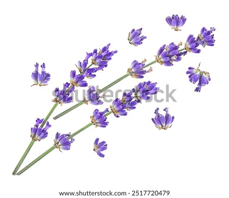 Similar – Image, Stock Photo Woman with lavender flowers near the purple minivan