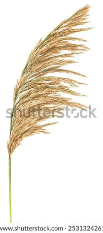 Similar – Image, Stock Photo Single reed grass on a cold sunny winter day at the lake