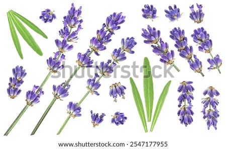 Similar – Image, Stock Photo Lavender flowers in the last sunlight