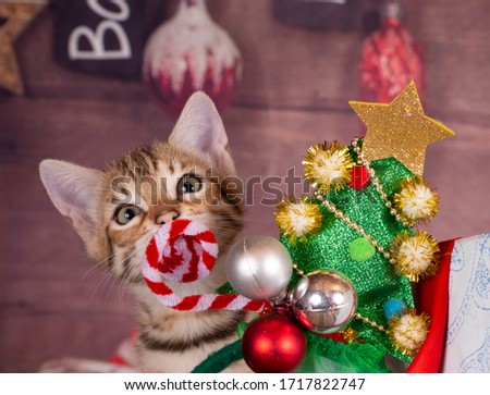 Similar – Image, Stock Photo Bengal Cat and Christmas Tree