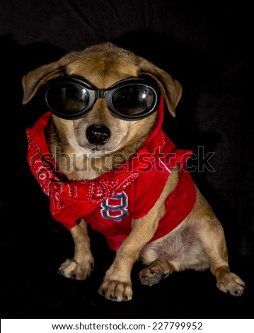 little sunglasses dog