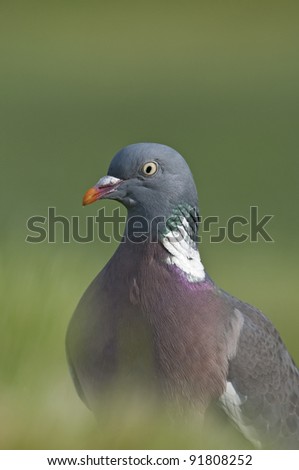 Wood pigeon (Columba palumbus) close up