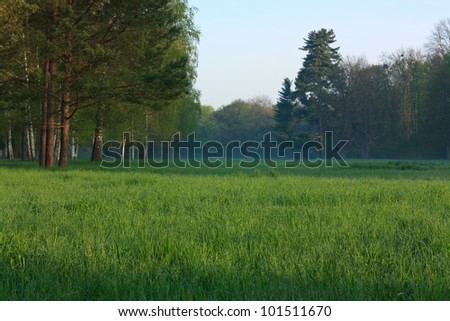 The tall trees on a large green lawn. Landscape