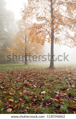 Autumn Landscape with two trees in the mist, nature