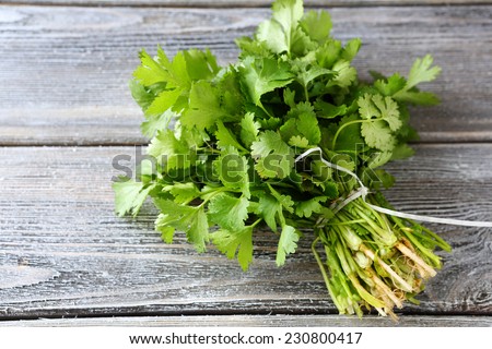 bunch of fresh cilantro on the boards, fresh herbs