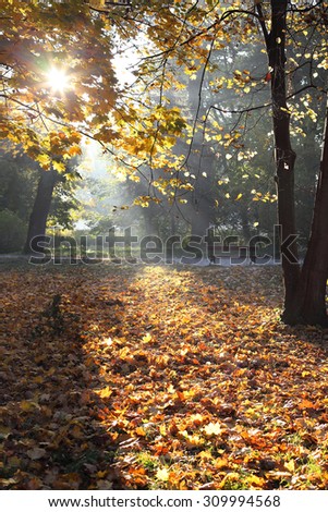 morning light in the forest, nature