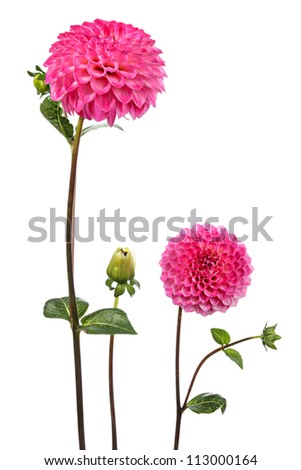 Dahlia. Two flowers isolated on white