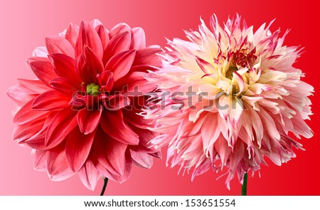 Close-up of beautiful two dahlias on a red gradient background