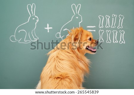 Education idea joke with funny dog studying mathematics. Focus on eyes of dog