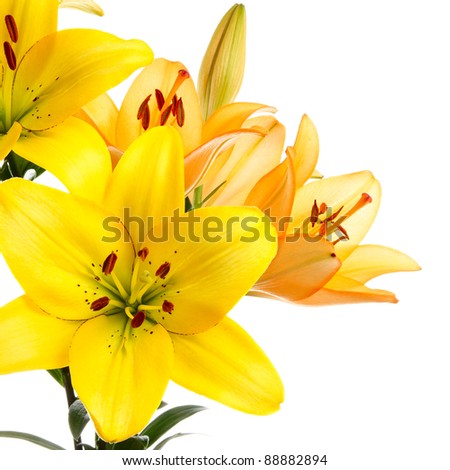 Yellow and orange lilies isolated on white