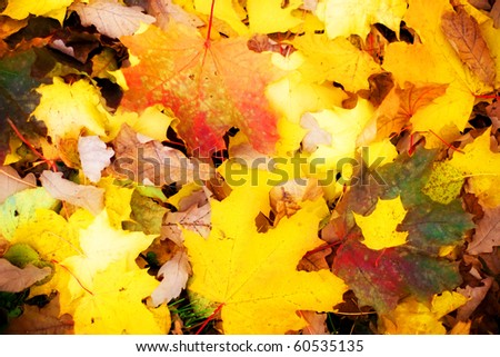 Multi colored fall maple leaves background (soft focus)