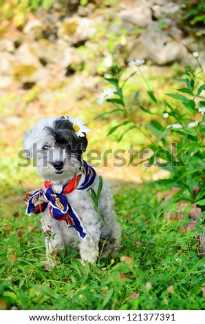 fashionable dog with colorful neck scarf