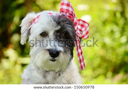 fashionable dog with red ribbon