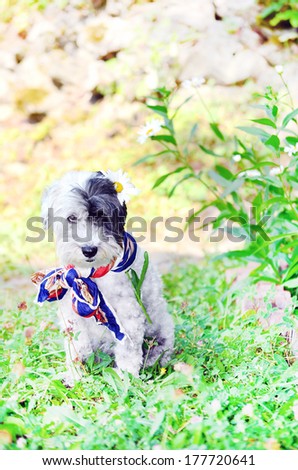 dog with colorful neck scarf in the garden