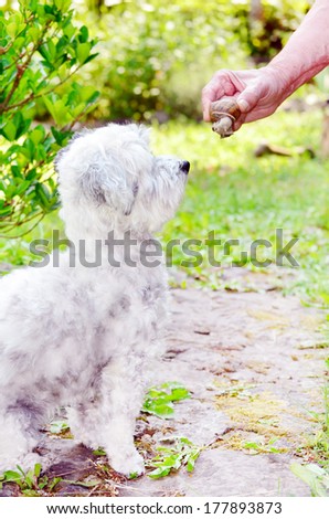 dog smelling a snail
