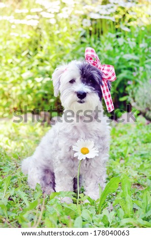 fashionable dog with red ribbon sitting in the garden
