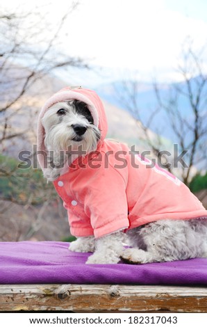 little white dog resting on a mountain top