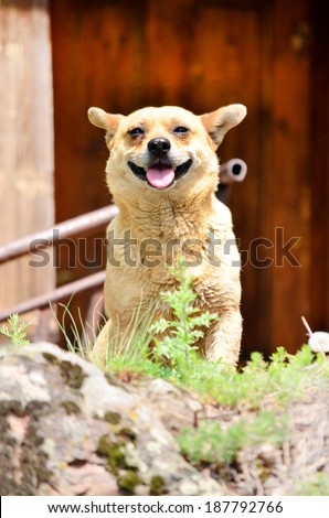 portrait of smiling dog
