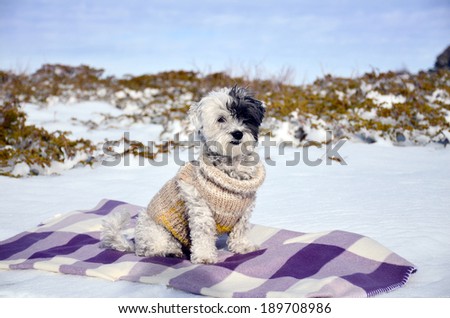 little white dog resting on a  blanket in the winter mountain