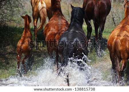 Horses running out with splashes of the river to the shore