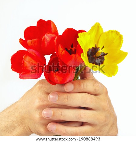Hands gives a bunch of tulips on a white background