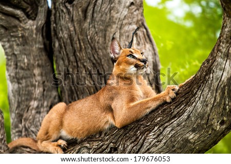 Close up of wild caracal cat stretching in tree.