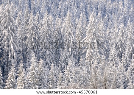 Winter landscape with frozen trees on a sunny winter day near a cross country track at Gutenbrunn in the Waldviertel in Lower Austria