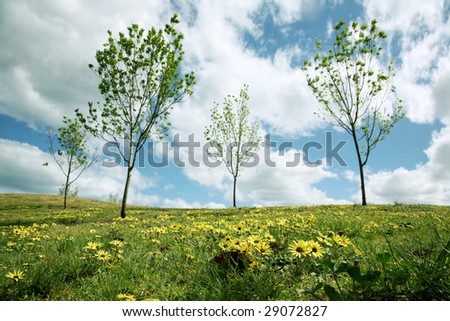 Beautiful spring panoramic with a dandelion meadow