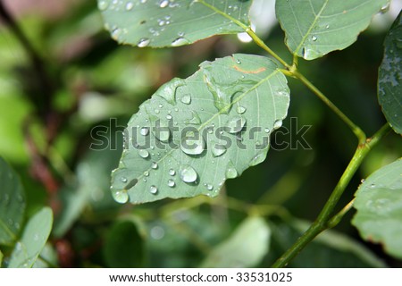 Rain drop on the leaf