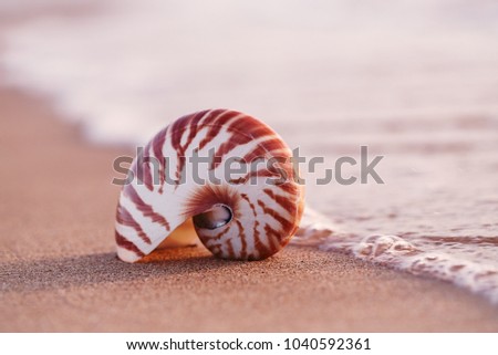 Seashell Nautilus